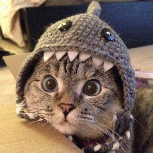 nalacat