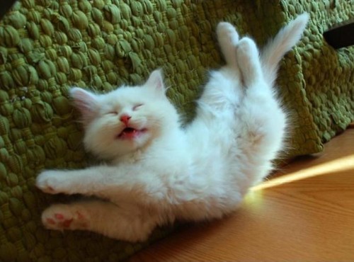 Котенок спит