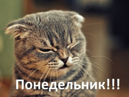 Кот прищурился