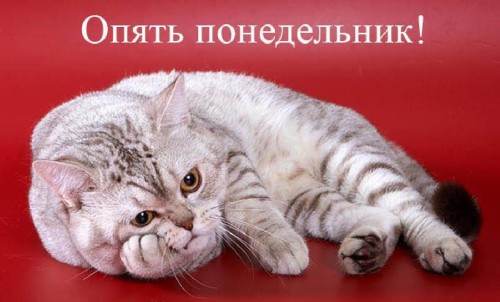 Кот лежит, положив голову на лапу