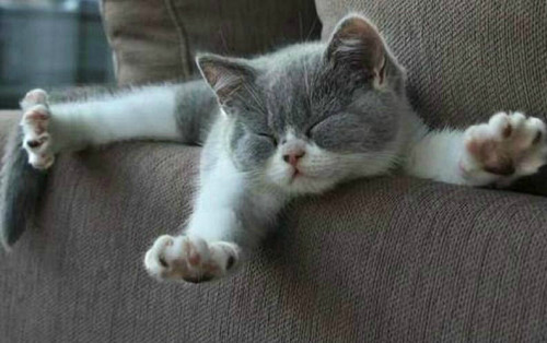 Котенок потягивается