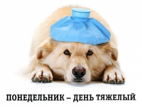 Грелка на голове у собаки