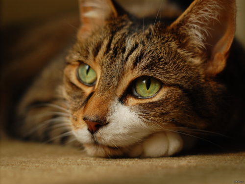 Кот думает