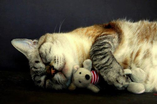 Кот спит с игрушкой