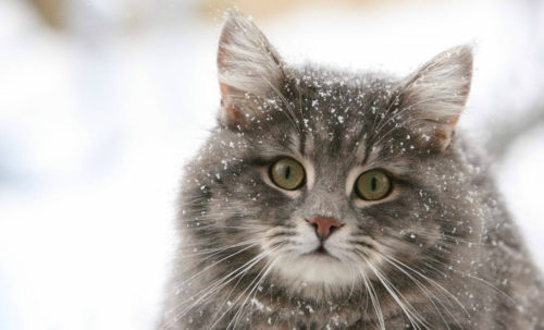 Кот в снегу