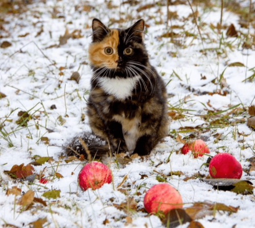 Для хорошего кота и ноябрь — март