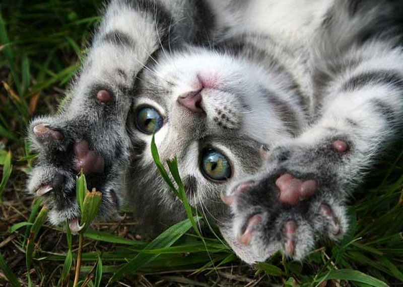 котёнок