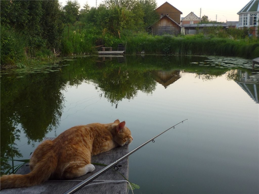 Ни хвоста, ни чешуи.