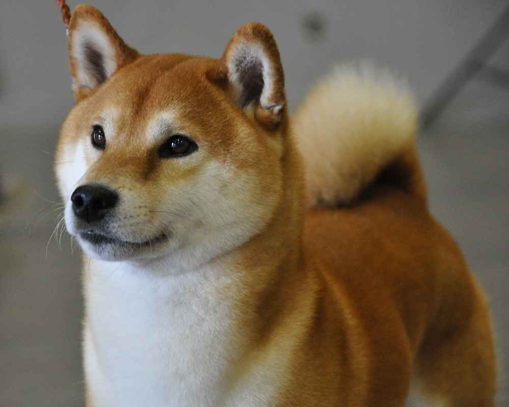 Сиба ину